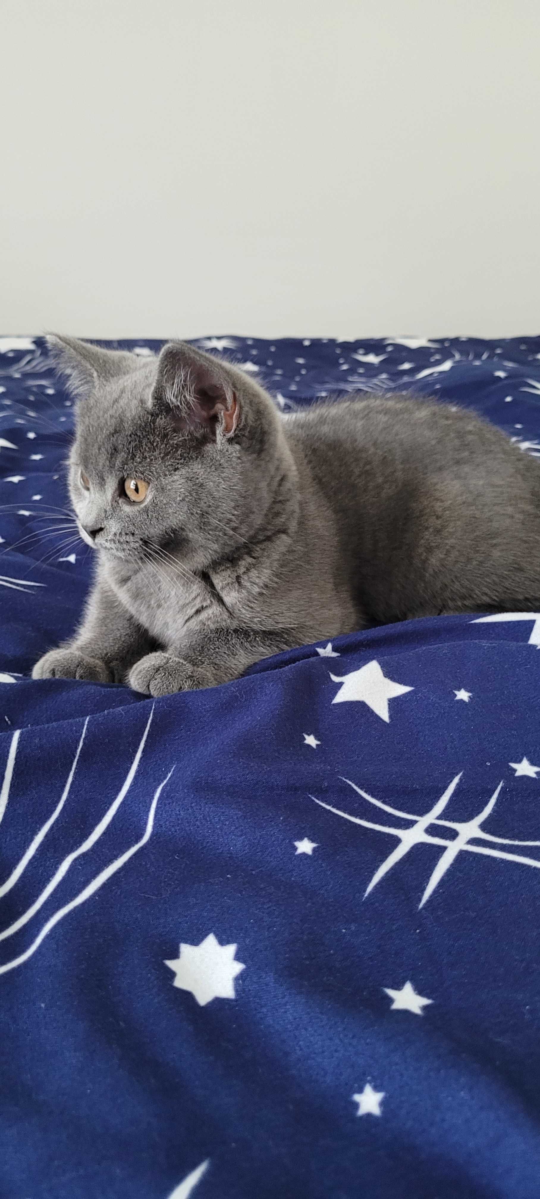 Pui British Shorthair Blue