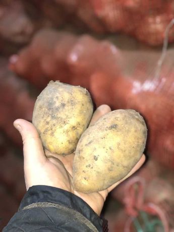 Картошка картофеля опт по 50кг