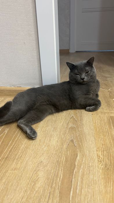 Отдам кота британец