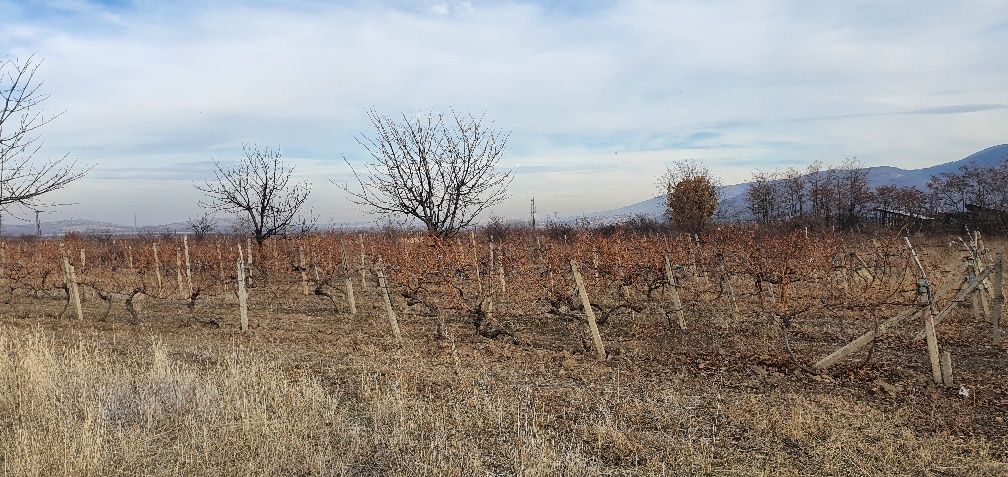 Лозе- 2,2дк. Супер ран болгар