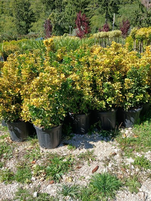 Plante ornamentale