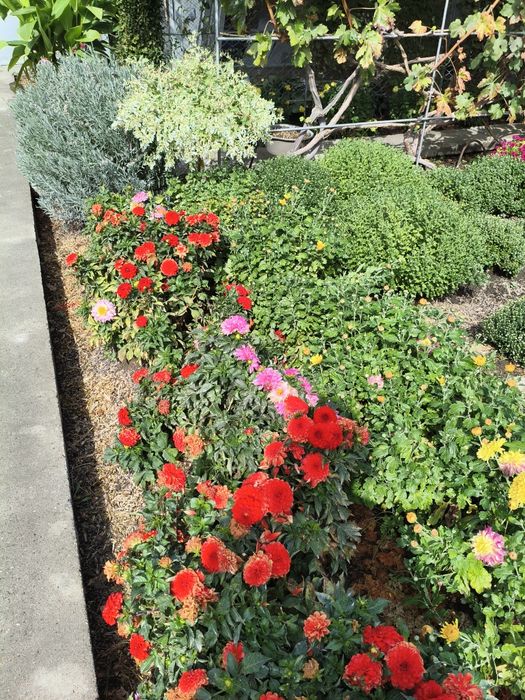 Георгины бордюрный голландские