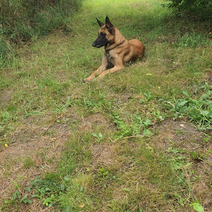 Vând biciclete și diverse.