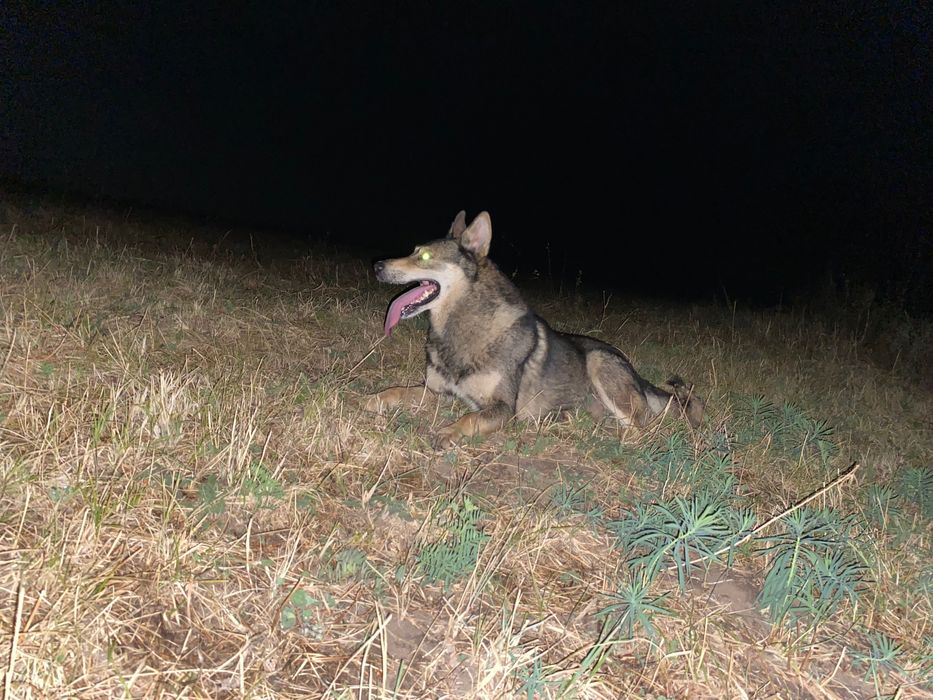 Кобель для вязки