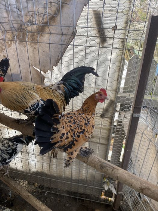 Doua perechi mii de flori