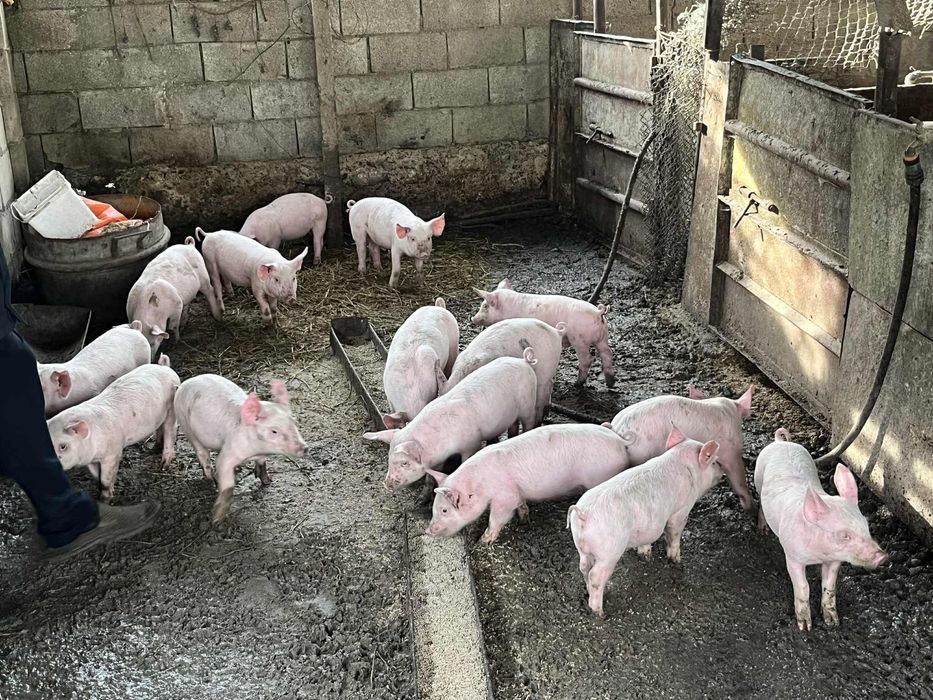 Продавам прасенца на 2 месеца