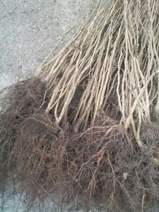 PUIETI de alun calitativi