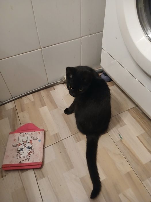 Ofer spre adoptie pisici