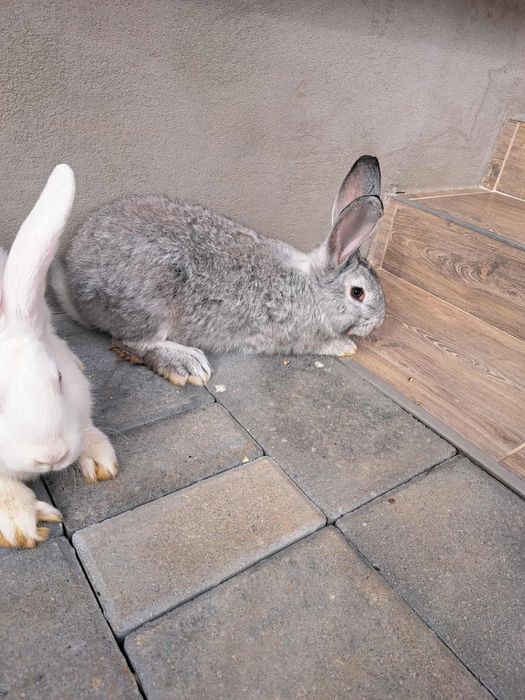 Pereche Iepuri hycole