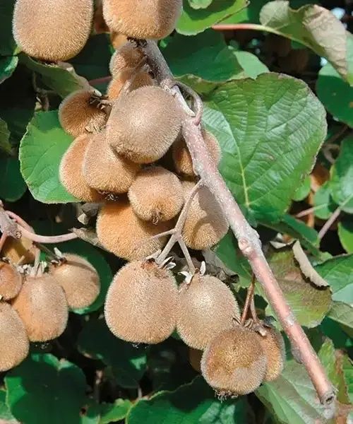 Pomi Fructiferi Exotici  KIWI