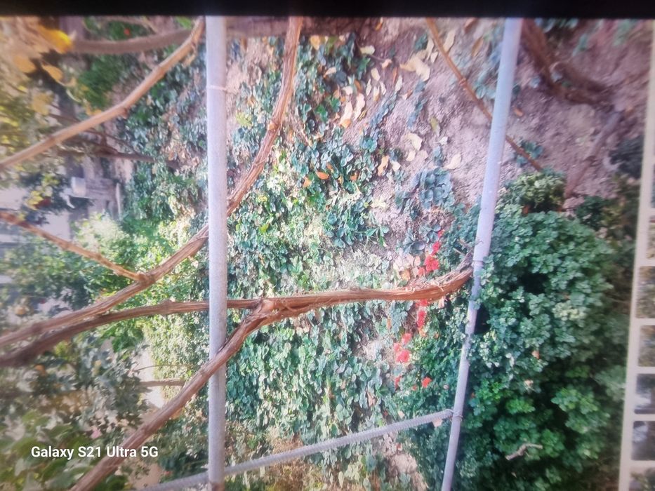 Кулупнай кучатлари