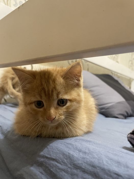 котенок девочка