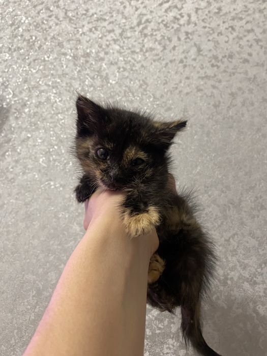 Ищет дом котенок