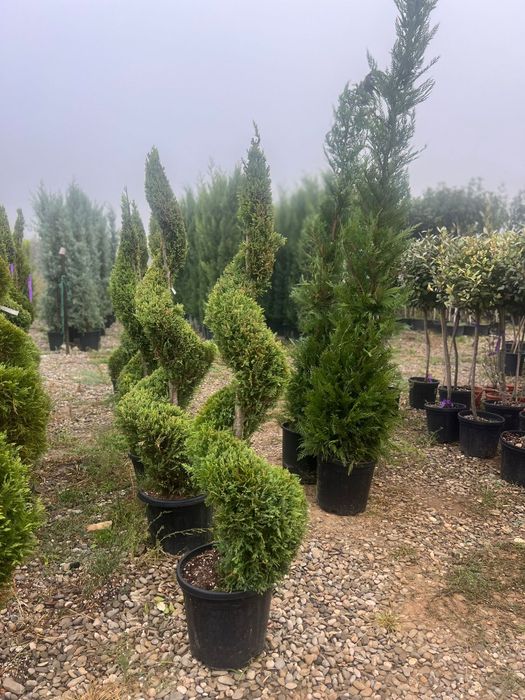 Leilandi chiparosi spirale magnolia