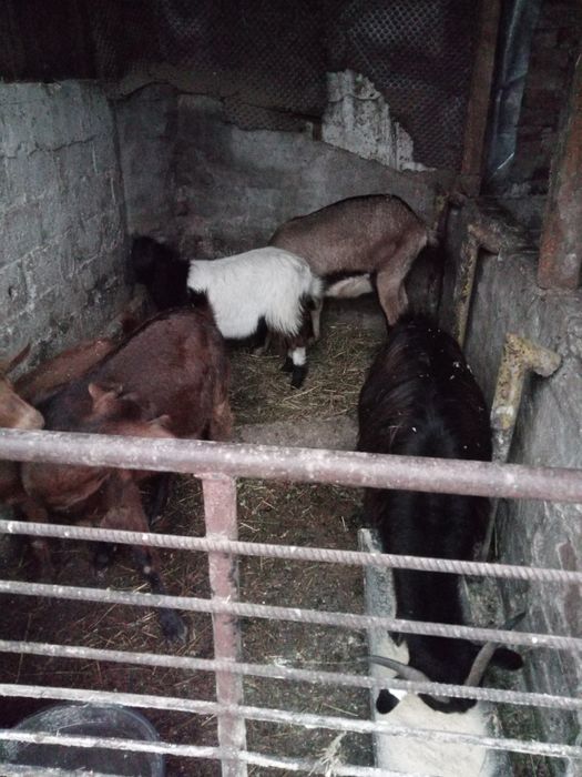 Vând sau schimb cu cereale porumb grâu