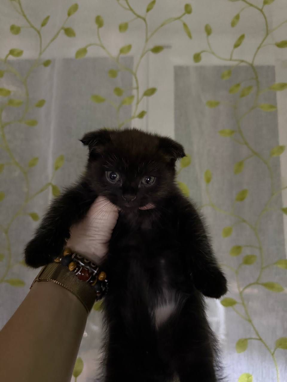 Короткошерстный британец Фолд