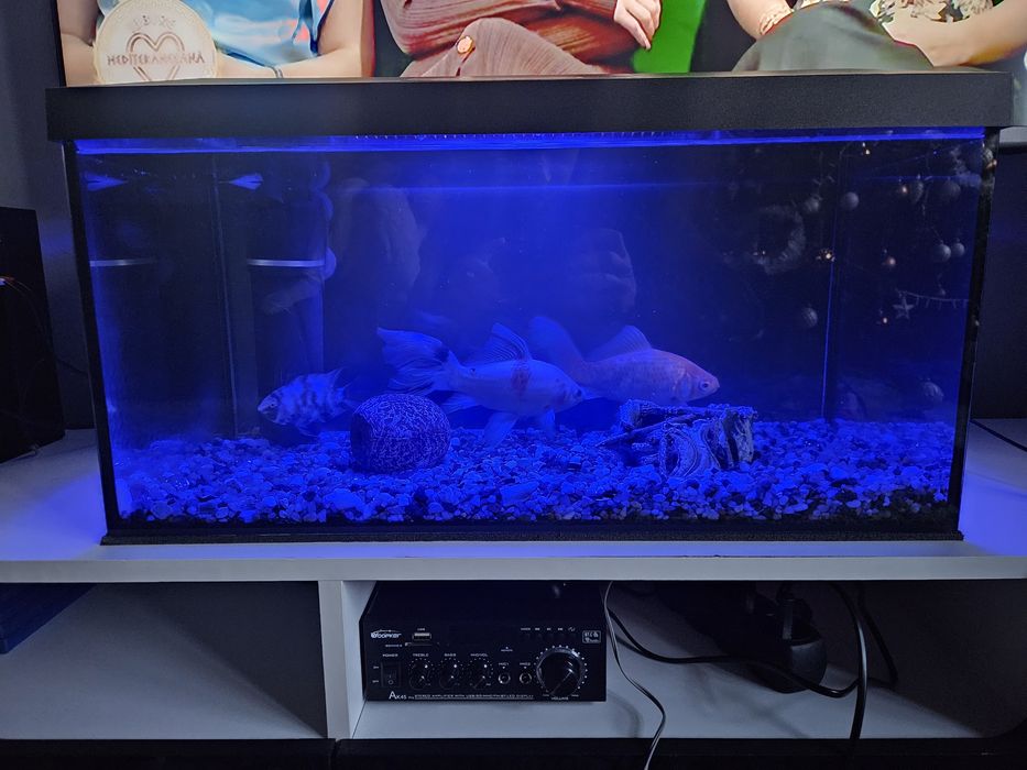 Acvariu AQUALE de 60l complet si cu pesti