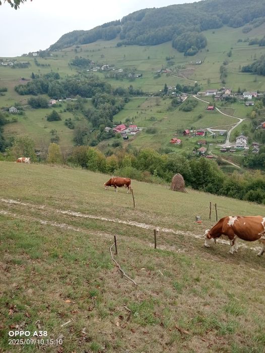 "Vând vaca preț 7000 usor negociabil"