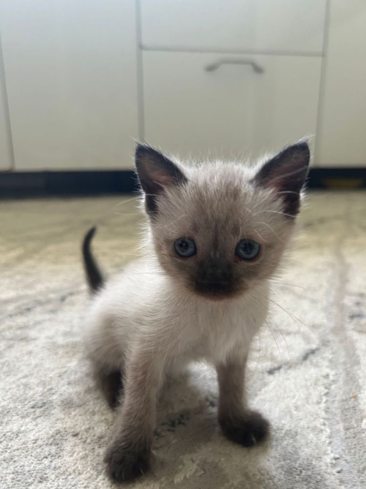 Котят отдам в добрые руки