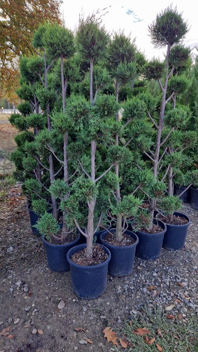 Tuia  leylandii  plante