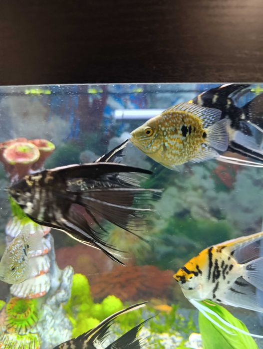 Готовая пара бриллиантовых попугаев