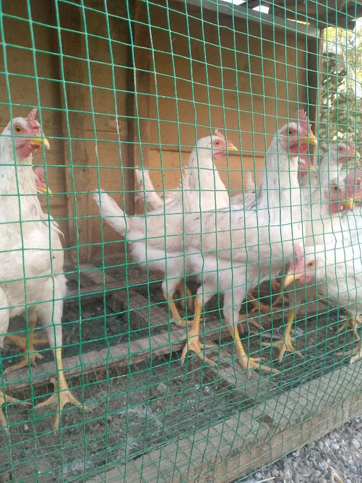 Uyda  boqilgan xurozlar 6 oylik xurozlar