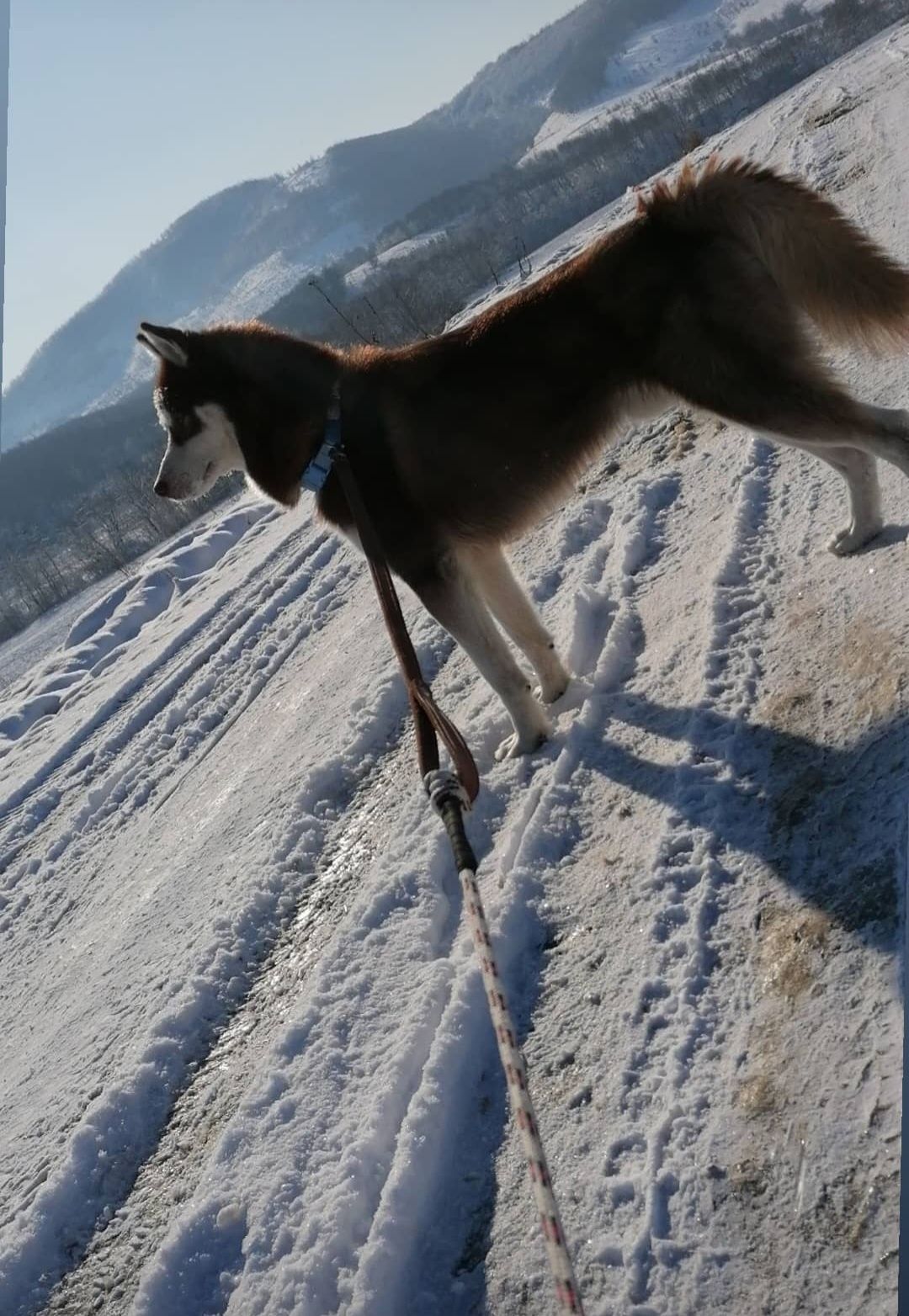 Husky siberian  alb cu maro