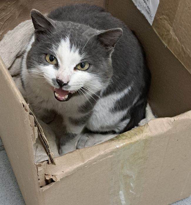 Срочно! Кот ищет дом