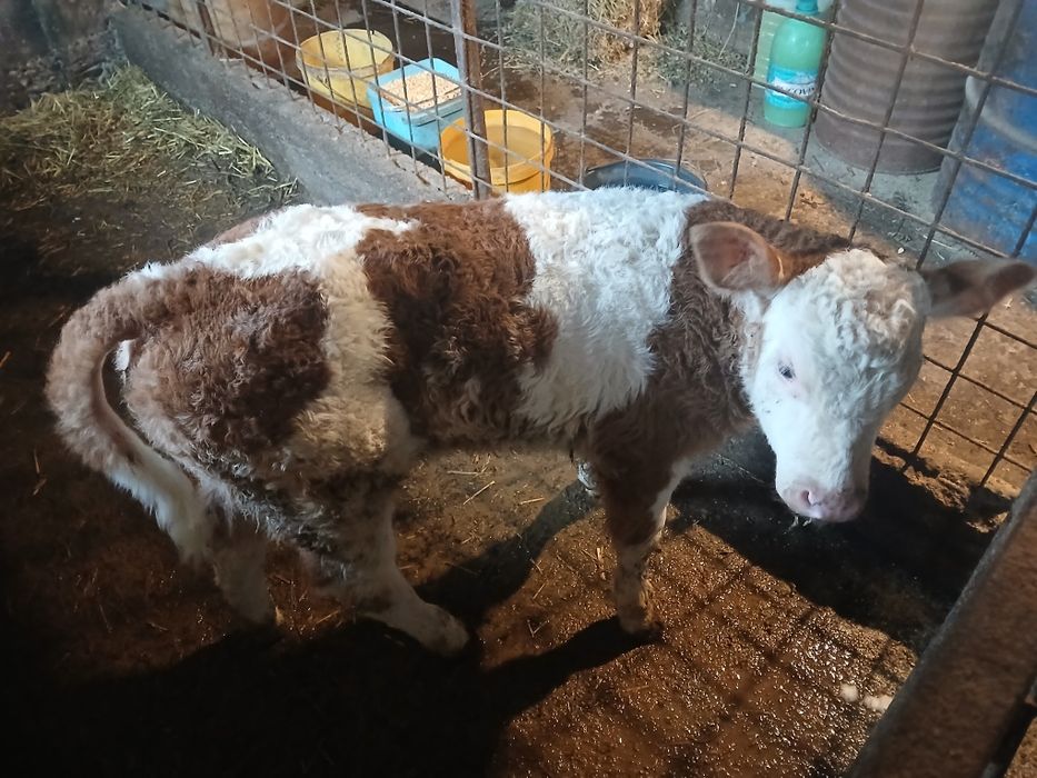 Vând vițea de rasă .