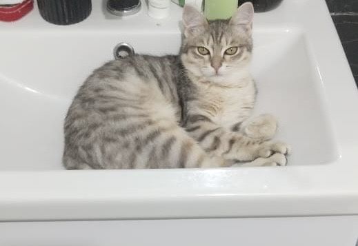 Отдам кота