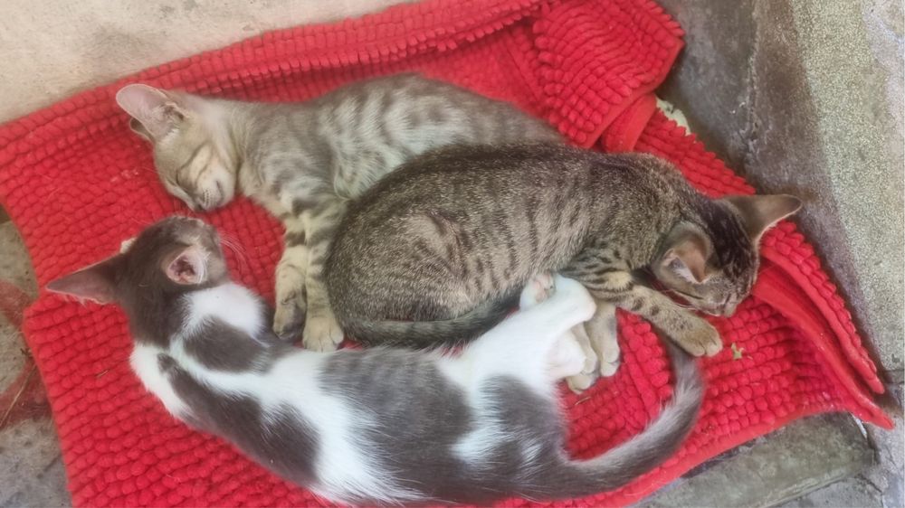 dau in adoptie pisicute (1 baietel 4 fetite)