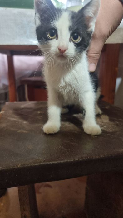 Отдам в хорошие руки котёнка .