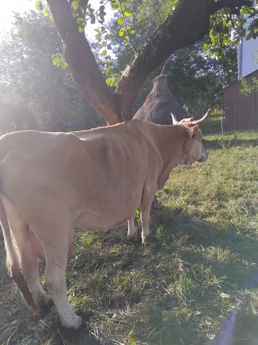 Vând vacă rasa Bălțata Românească