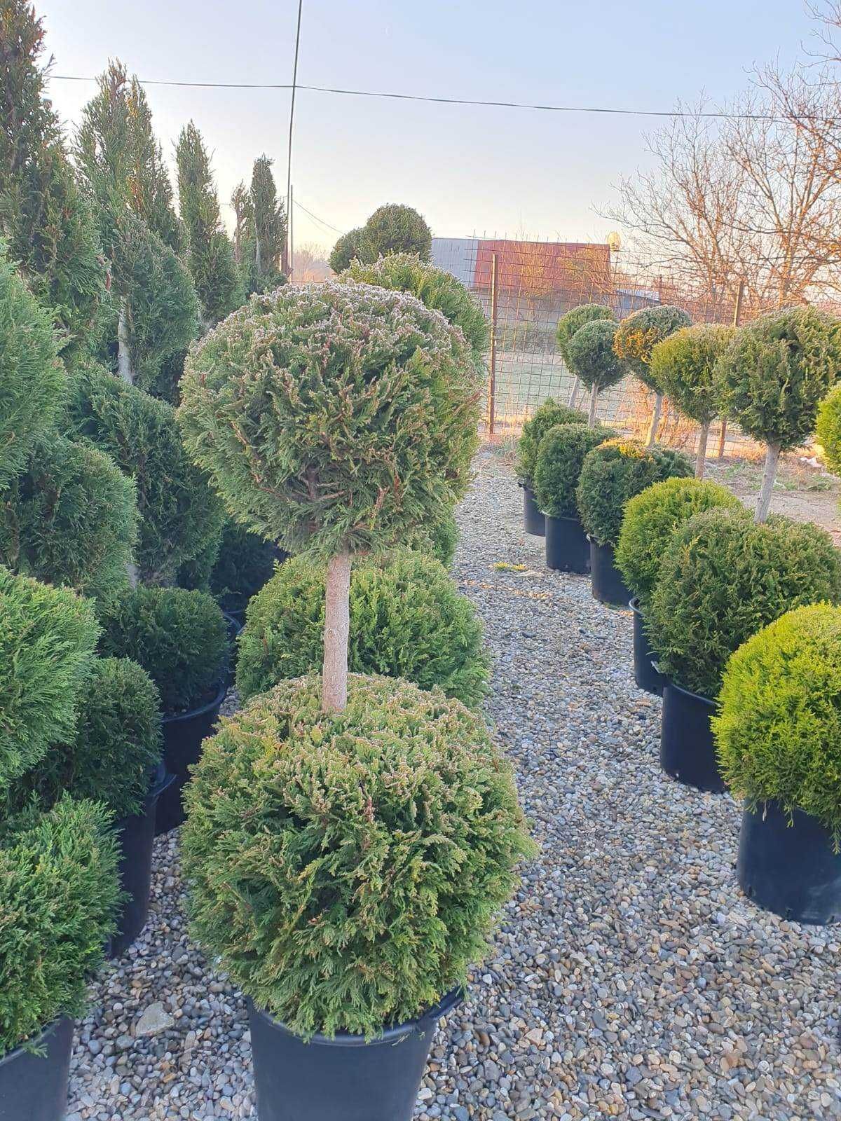 Plante Decorative Tuia