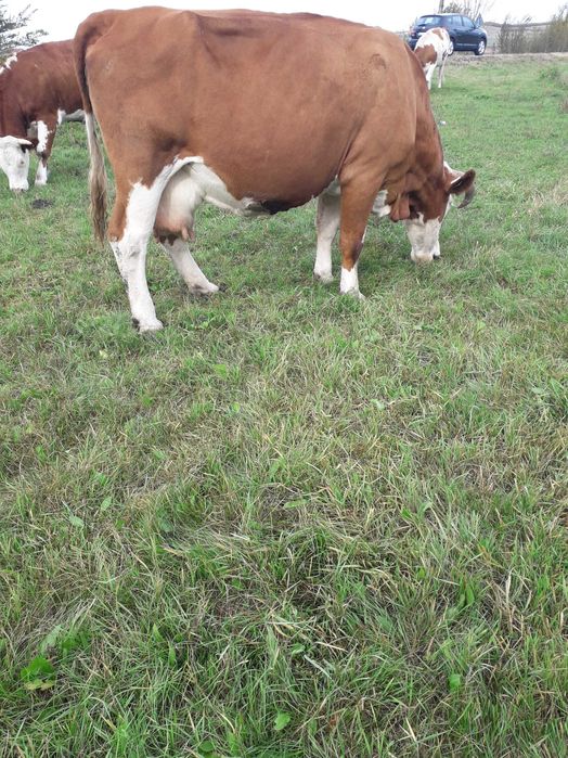 Vând vacă bălțată