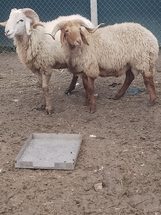 De  vânzare berbeci