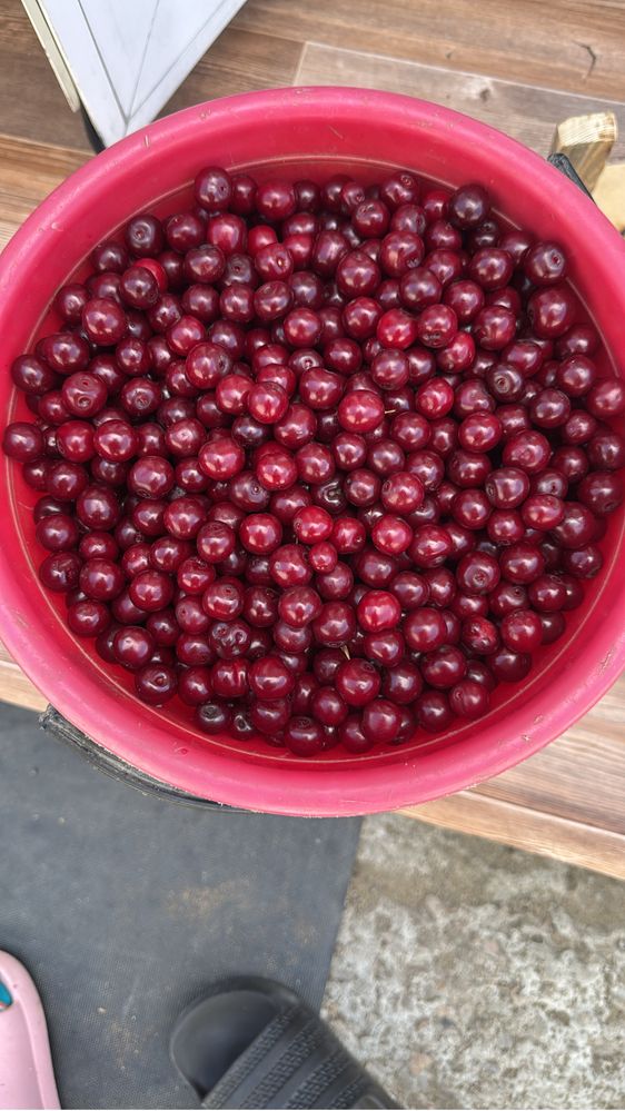 Продам крупную сладкую вишню