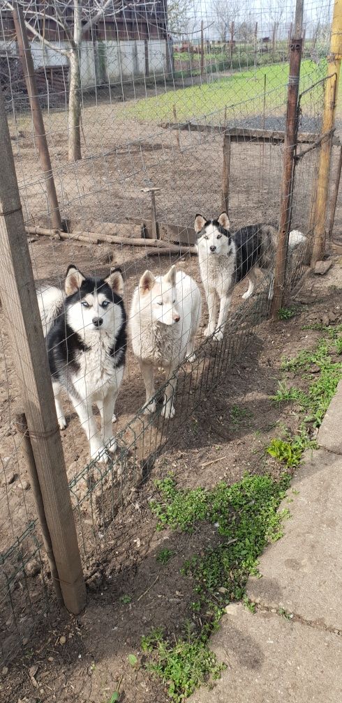 Donez câini Husky (2-3 ani)