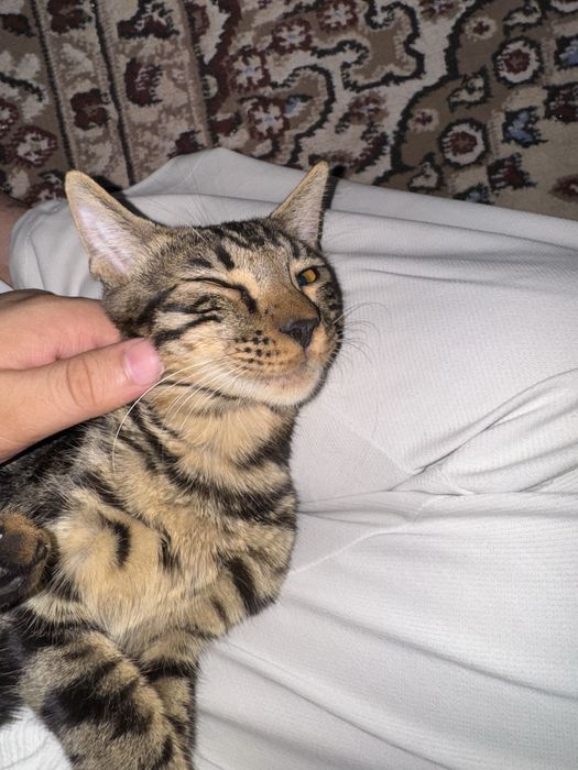 Bengalski 5 yarim oyli ogil arzonroga bervoraman srochniga