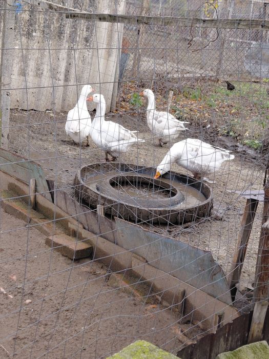 Gâște   și  rațe