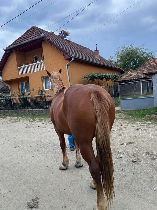 Vând iapă de 9 ani