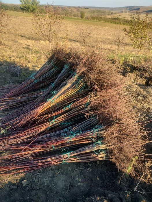 Pomi fructiferi diferite soiuri