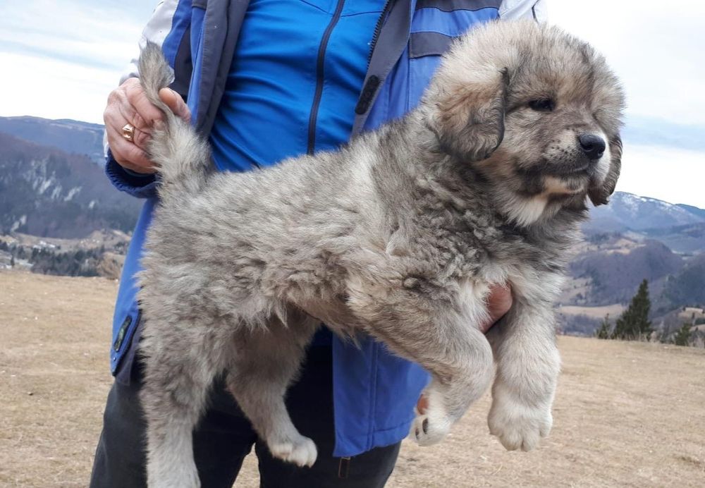 Mascul Ciobanesc Caucazian