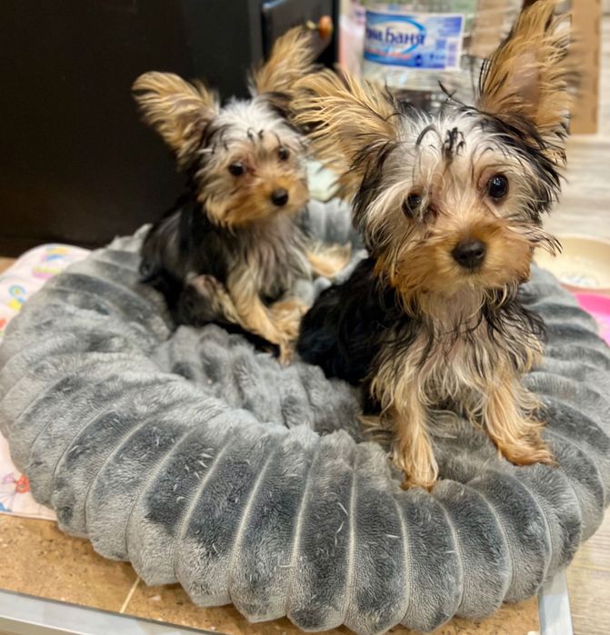 Кученца мини корки