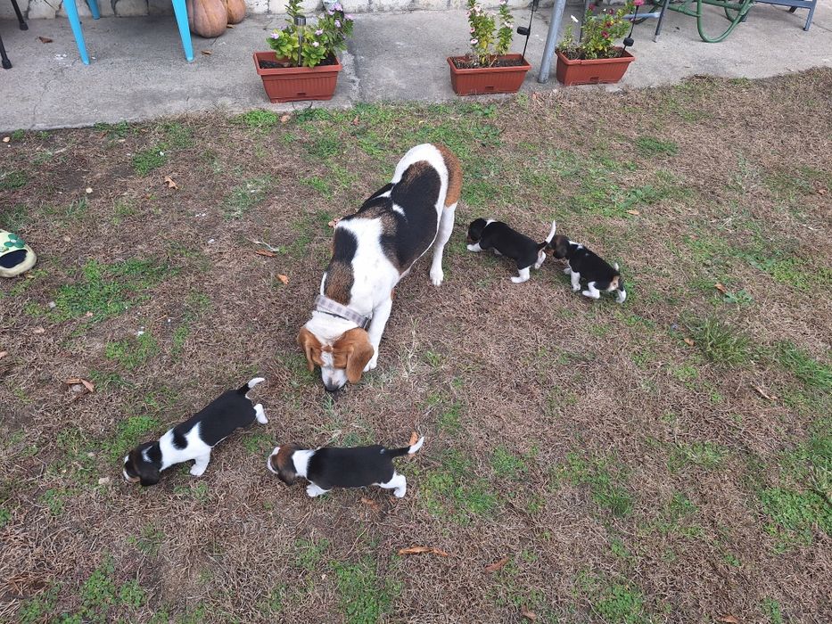 Продавам Мъжко Бигълче