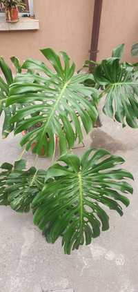 Filodendron monstera