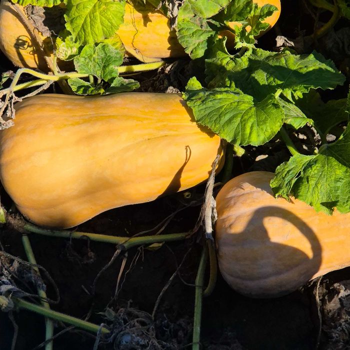 Vand bostani ptr placinta, gust si aromă deosebit, produs tradițional