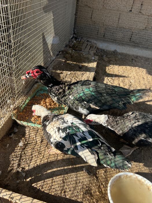 tovu brama uheyil  jojala