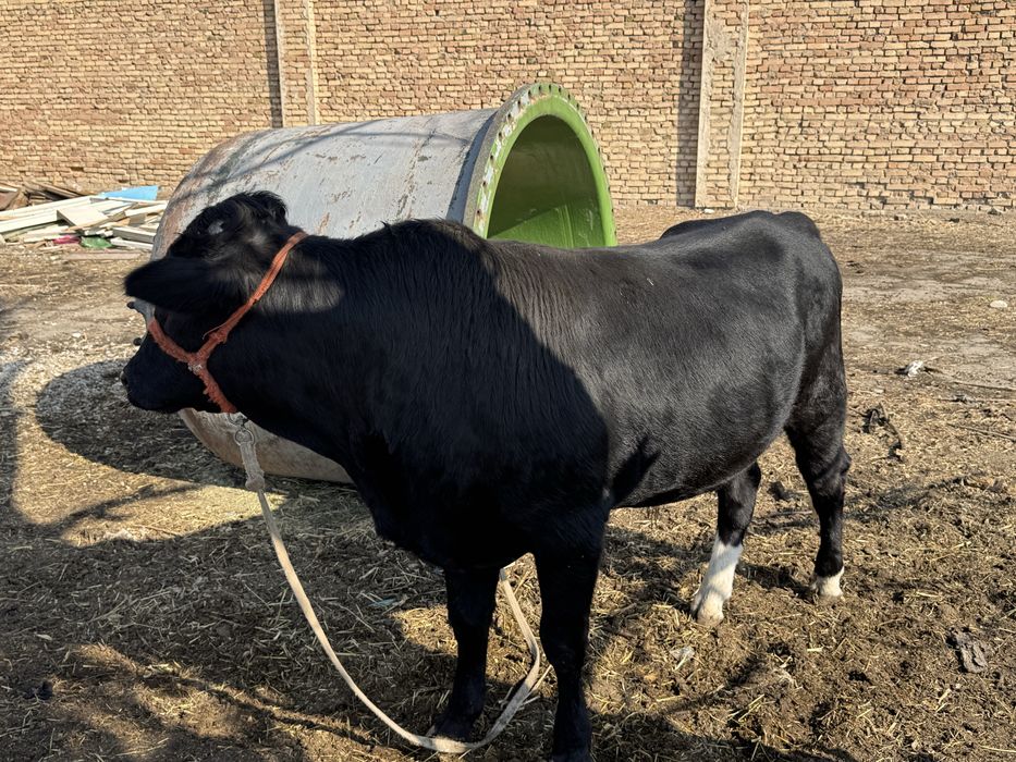 Qora mol ozimizaniki