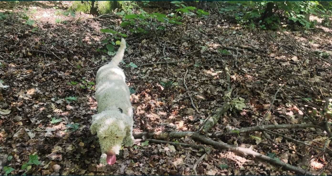 Lagotto Romagnolo Trufe/schimb auto